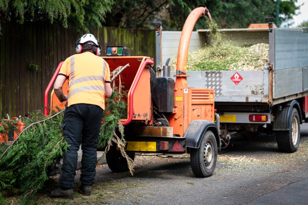 Trusted Scotts Valley, CA Tree Care Services Experts